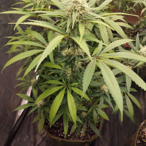 Cajurema growlog photo: - Uma folha zuadinha, e outra meio amarela, tom sutil.
- lindos top Buds, vai dar peso. 