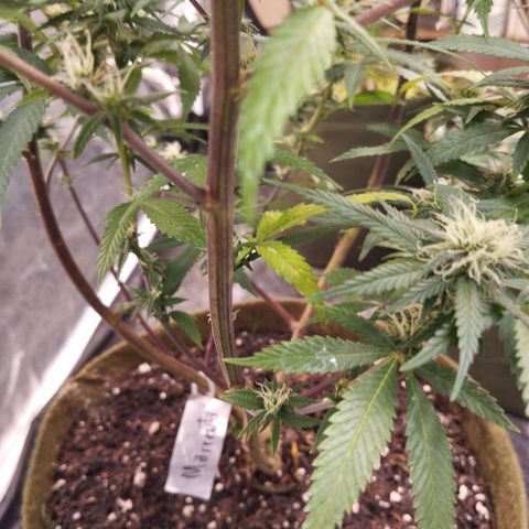 Cajurema growlog photo: - Uma folha zuadinha, e outra meio amarela, tom sutil.
- lindos top Buds, vai dar peso. 