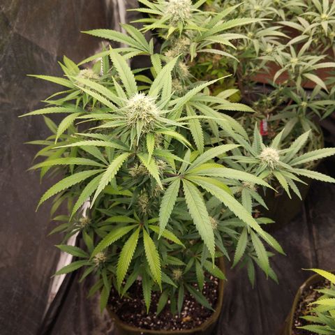 Cajurema growlog photo: - Uma folha zuadinha, e outra meio amarela, tom sutil.
- lindos top Buds, vai dar peso. 