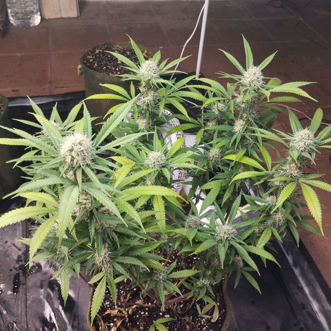 #01 - Ju 1°G growlog timeline photo