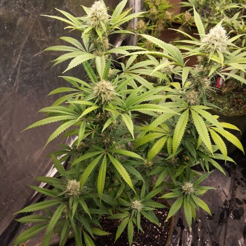Marrenta 1°g growlog timeline photo