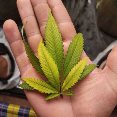 Marrenta 1°g growlog photo: Mesma cor e tom que a Ju apresentou. 
