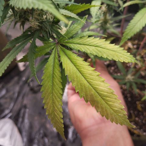 #01 - Ju 1°G growlog photo: Apresentando folhas meio amarelas. Acredito que evolução da semana passada. 
Mas no geral tá bem, porém deve tomar comunidade
