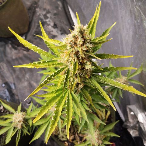 Gih growlog photo: Segue com as folhas enrolandas 