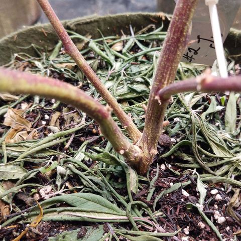 Cajurema growlog photo: Raxei o cale. 
Dei uma puxadinho e ela raxou. Mas tá segura ainda. Vamo vê se estressa a planta ou não 