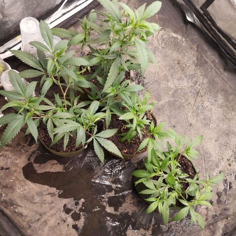 NATALINA growlog photo: Vegetativo tá indo bem. 
Algumas folhas enrolando, nascendo com def mas suave. 