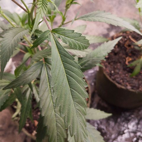 NATALINA growlog timeline photo
