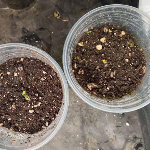 NATALINA growlog photo: Vacilei na germinação e elas tão quase moreno 