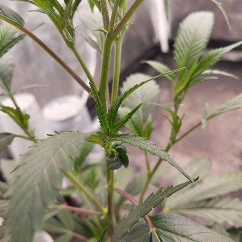 NATALINA growlog timeline photo