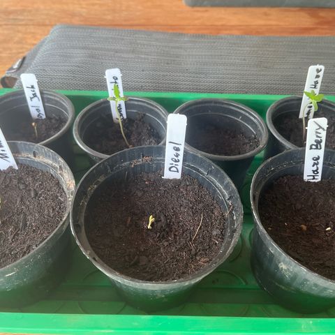 Green Gelato growlog photo: 3/4 neue Spitzen raus 