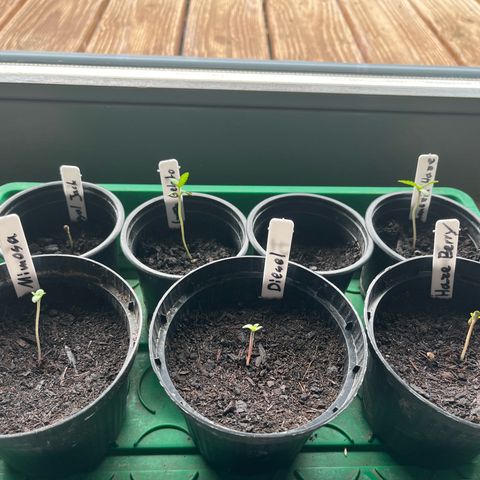 Green Gelato growlog photo: Die neuen Sprösslinge gehen ab wie Lutzi