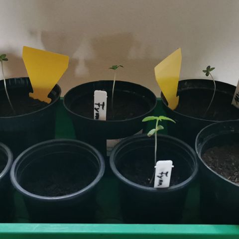 Green Gelato growlog photo: Fliegen machen keinen Ärger mehr 