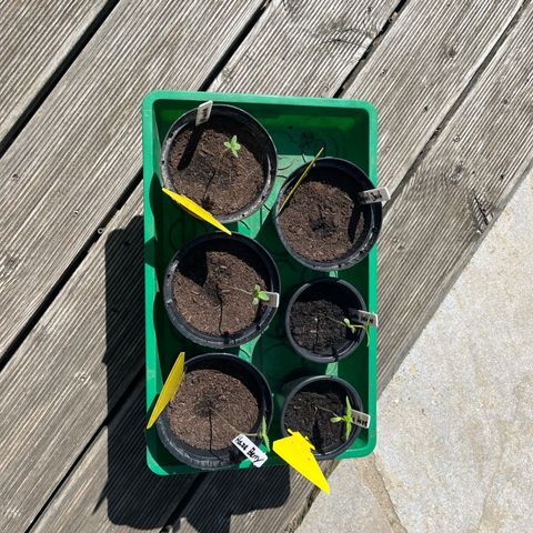Green Gelato growlog photo: Heut gibt’s nen Sonnenbad zum Wachsen und Wind zum stärken der Pflanzen