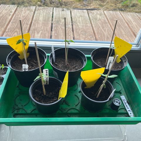 Green Gelato growlog photo: Meine Babys brauchen die Sonne 