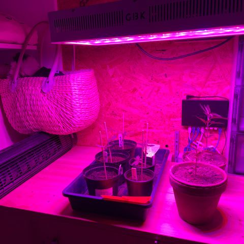 Green Gelato growlog photo: Künstlich Wind und Sonne da draußen Scheißwetter