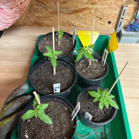 Green Gelato growlog photo: Heute gabs ein wenig neue Erde 