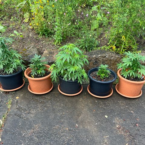 Green Gelato growlog photo: Kleines Update 