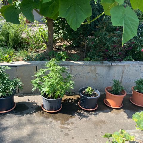 Green Gelato growlog photo: Bald Ernte oida 
