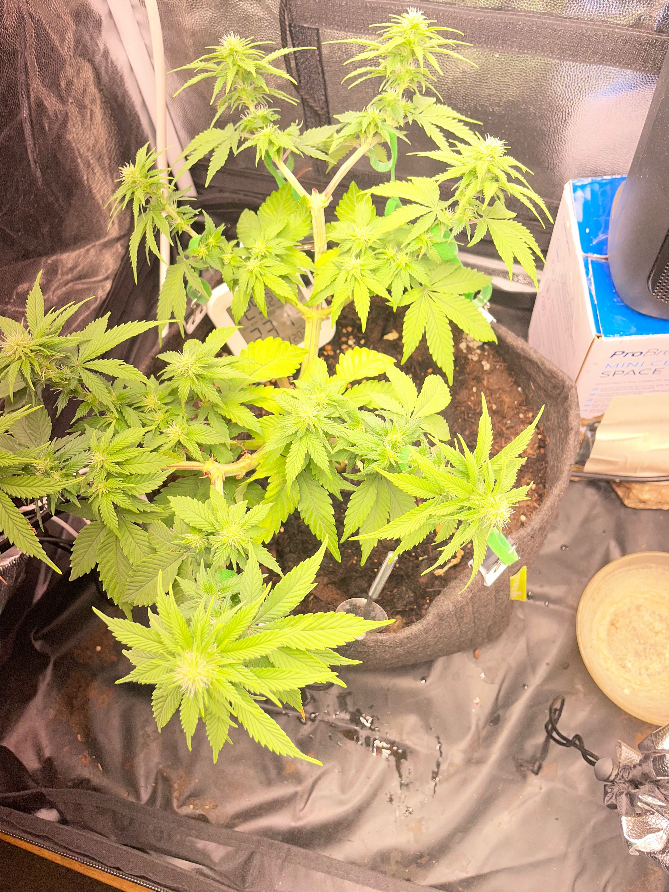 Screwdriver OG growlog header