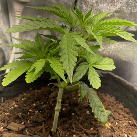 Reboot  #1 growlog timeline photo