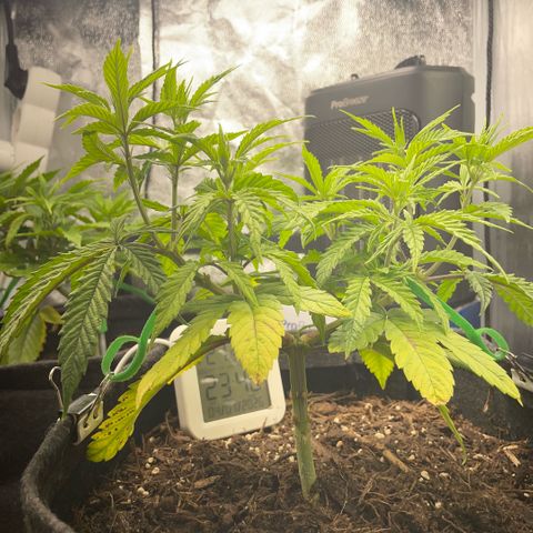 Reboot  #1 growlog photo: Starting 12/12, wondering about lollypopping/defoliation