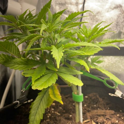 Reboot  #1 growlog photo: Starting 12/12, wondering about lollypopping/defoliation