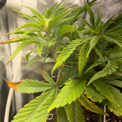 Reboot  #1 growlog photo: Starting 12/12, wondering about lollypopping/defoliation