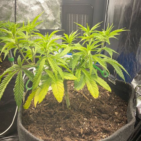 Reboot  #1 growlog photo: Starting 12/12, wondering about lollypopping/defoliation