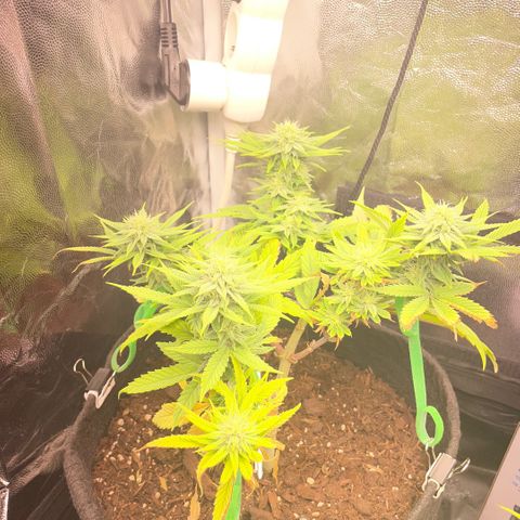 Reboot  #1 growlog timeline photo