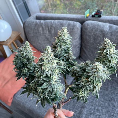 Reboot  #1 growlog timeline photo