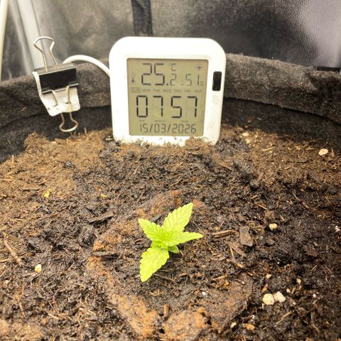 Screwdriver OG growlog timeline photo