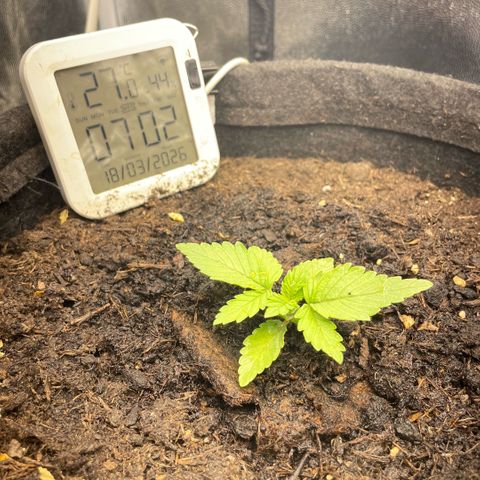 Screwdriver OG growlog timeline photo