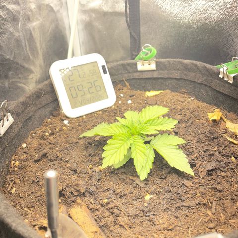 Screwdriver OG growlog timeline photo