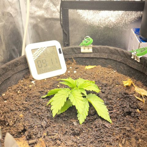 Screwdriver OG growlog timeline photo