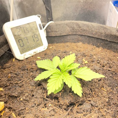 Screwdriver OG growlog timeline photo