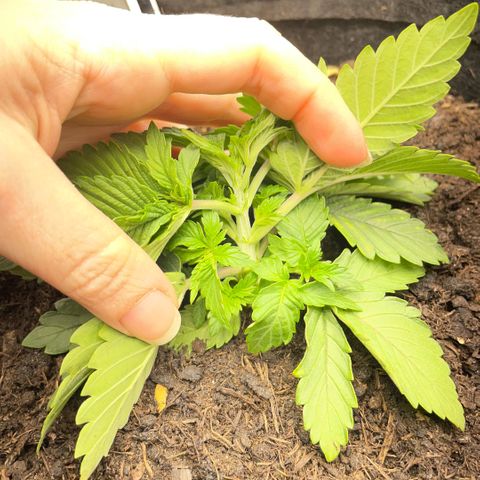 Screwdriver OG growlog photo: Manifolding 