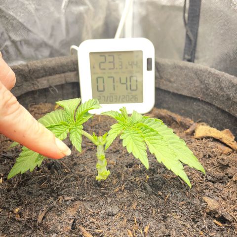 Screwdriver OG growlog photo: Manifolding 