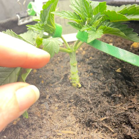 Screwdriver OG growlog photo: Pulling stems apart a bit