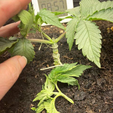 Screwdriver OG growlog photo: Broke a main stem, I could (and did) cry…