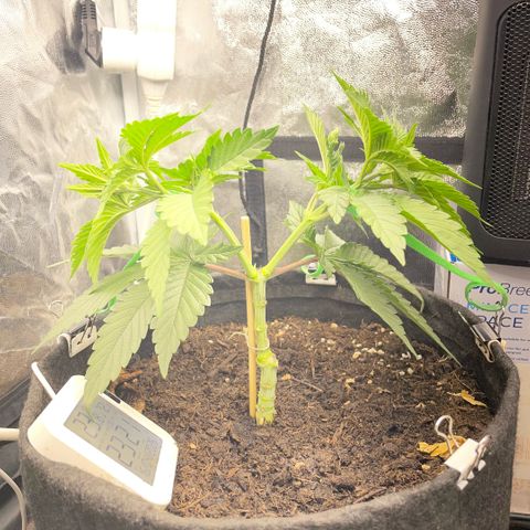 Screwdriver OG growlog photo: Too much water (drip too open) and started bending but slowly as it’s grown thick and stiff.