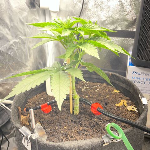 Screwdriver OG growlog photo: Too much water (drip too open) and started bending but slowly as it’s grown thick and stiff.