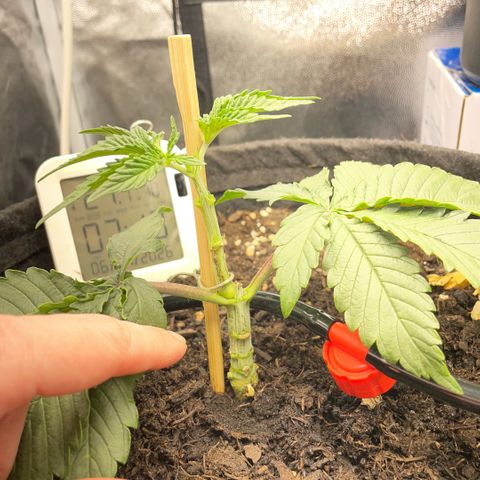 Screwdriver OG growlog photo: Mainlining reboot after breaking one branch, the remaining one will be the new “trunk” and its two branches the two mains ones 