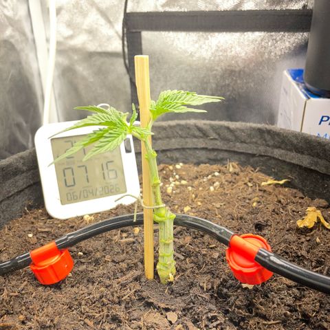 Screwdriver OG growlog photo: Mainlining reboot after breaking one branch, the remaining one will be the new “trunk” and its two branches the two mains ones 