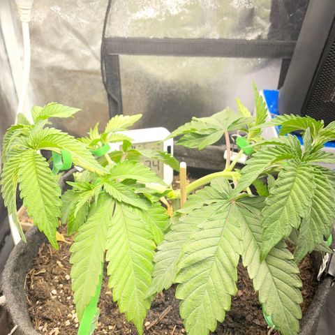 Screwdriver OG growlog photo: Topping/mainlining 2 -> 8