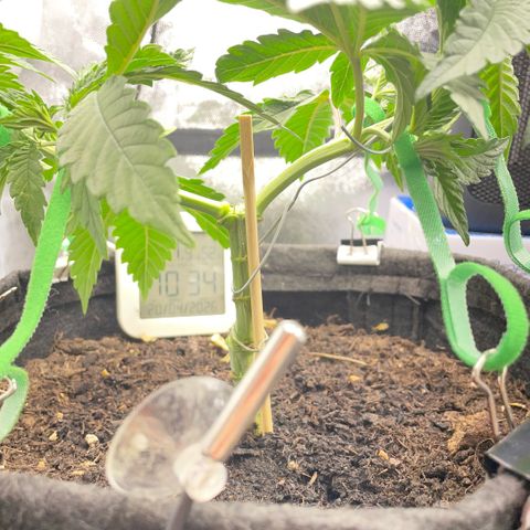 Screwdriver OG growlog photo: Topping/mainlining 2 -> 8