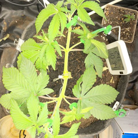 Screwdriver OG growlog photo: Topping/mainlining 2 -> 8