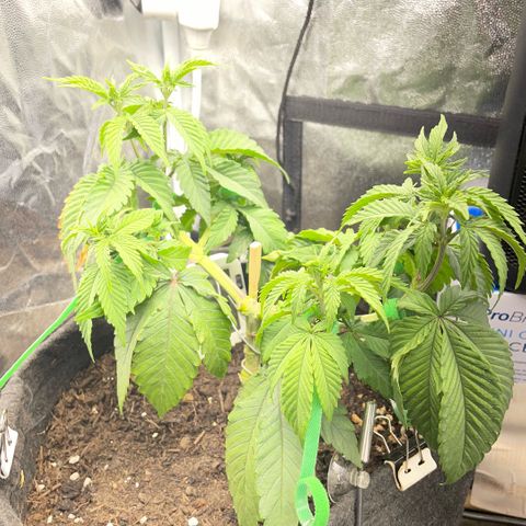 Screwdriver OG growlog photo: A bit droppy but perked up the next day, after watering.