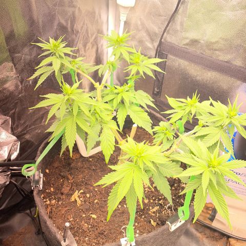 Screwdriver OG growlog timeline photo