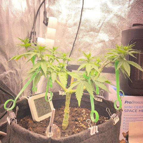 Screwdriver OG growlog timeline photo