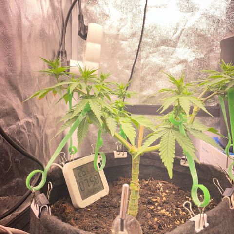 Screwdriver OG growlog timeline photo